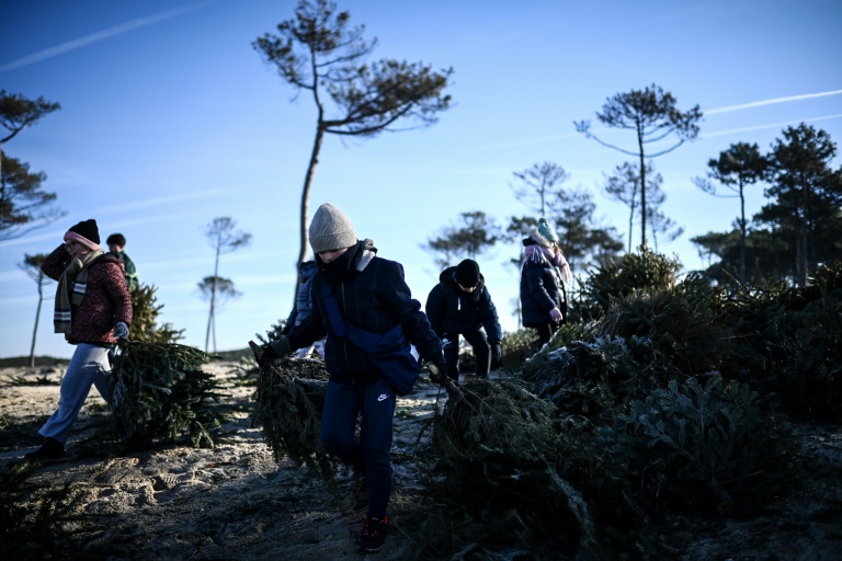 Des enfants transportent des sapins de Noël recyclés pour combler une brèche dans une dune sur une plage de la Teste-de-Buch, le 15 janvier 2025 en Gironde