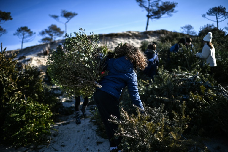 Des enfants transportent des sapins de Noël recyclés pour combler une brèche dans une dune sur une plage de la Teste-de-Buch, le 15 janvier 2025 en Gironde