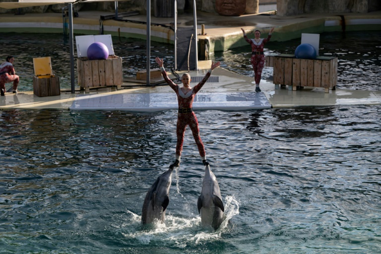 Spectacle de dauphins au Marineland d'Antibes (Alpes-Maritimes) le 2 janvier 2025