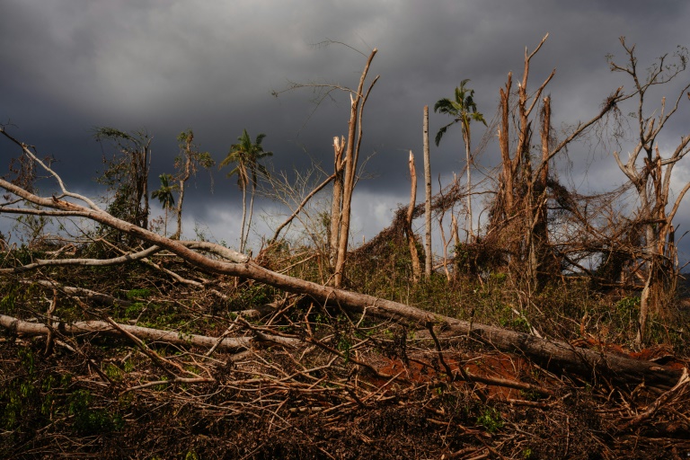 Les dégâts dans une forêt près du village de Barakani, à Mayotte, le 21 décembre 2024