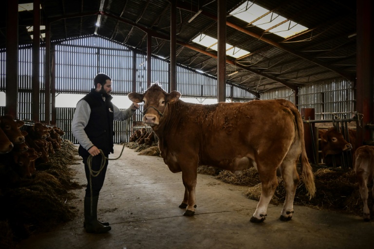 L'éleveur Alexandre Humeau et sa vache Limousine Oupette, égérie du prochain Salon de l'agriculture, dans sa ferme à Dienne, le 29 janvier 2025 dans la Vienne