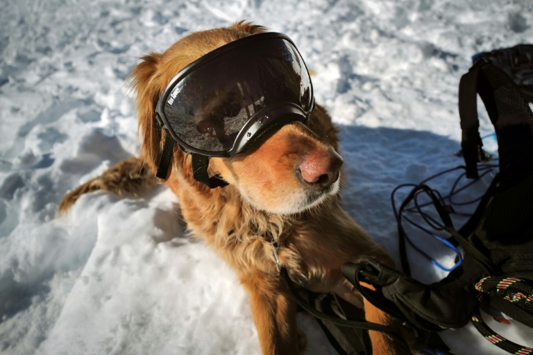 Un chien d'avalanche lors d'un entraînement à la station de ski de La Rosière, le 4 février 2025 en Savoie