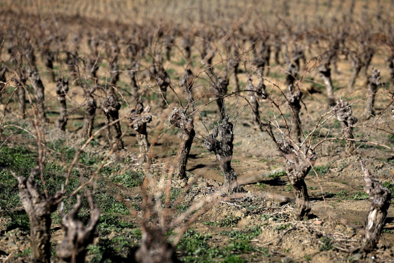 Des vignes desséchées avant leur arrachage à Roquefort-des-Corbières, le 3 février 2025 dans l'Aude