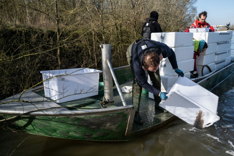 Des pêcheurs et des techniciens relâchent des civelles dans la Loire à Saint-Martin-de-la-Place, le 14 février 2025 en Maine-et-Loire