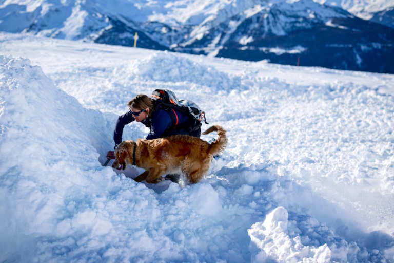 Un chien d'avalanche participe à un entraînement à la station de ski de La Rosière, le 4 février 2025 en Savoie