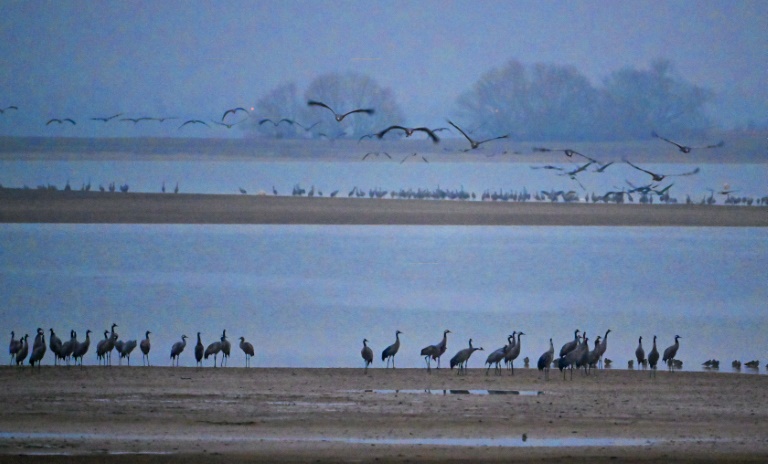 Rassemblement de grues cendrées autour du lac du Der, à Giffaumont-Champaubert (Marne), le 31 janvier 2025