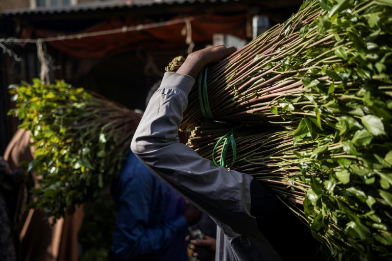 Des vendeurs transportent des branches de khat sur un marché à Aweday, le 15 avril 2024 en Ethiopie