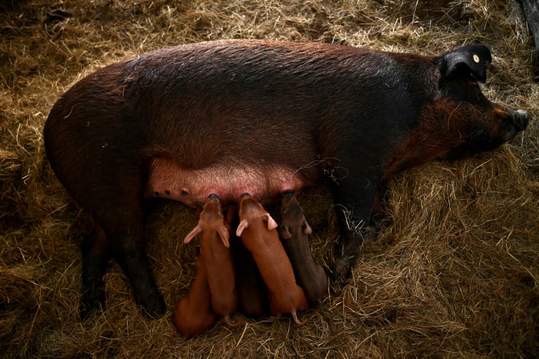 Une truie nourrit ses porcelets dans une exploitation agricole à Meilhan-sur-Garonne, dans le sud-ouest de la France, le 23 janvier 2025