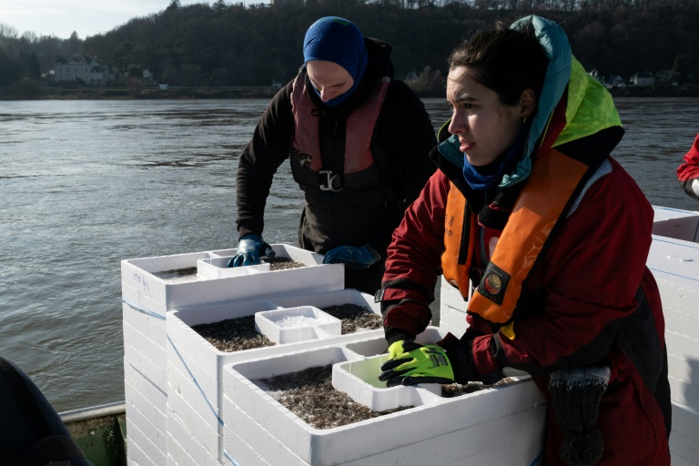 Des pêcheurs et des techniciens s'apprêtent à relâcher des civelles dans la Loire à Saint-Martin-de-la-Place, le 14 février 2025 en Maine-et-Loire