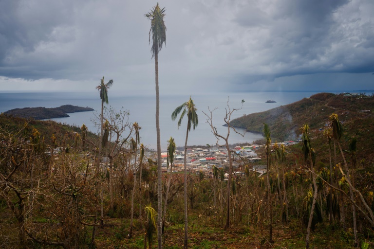 Une palmeraie du village d'Handréma détruite par le cyclone Chido sur Mayotte, le 19 décembre 2024