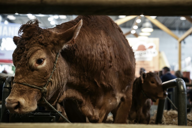 La vache limousine Oupette au Salon de l'agriculture à Paris le 22 février