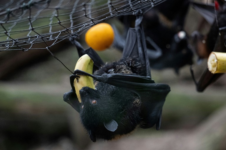 Une chauve-souris géante des Comores au parc Biotropica de Val-de-Reuil, dans l'Eure, le 19 février 2025