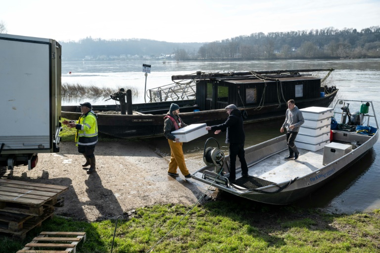 Des pêcheurs chargent des boîtes contenant des civelles sur leur bateau à Saint-Martin-de-la-Place, le 14 février 2025 en Maine-et-Loire