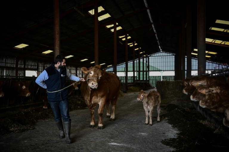 La vache Limousine Oupette et son veau, sous le hangar de la ferme de l'éleveur Alexandre Humeau, le 29 janvier 2025 à Dienne, dans la Vienne