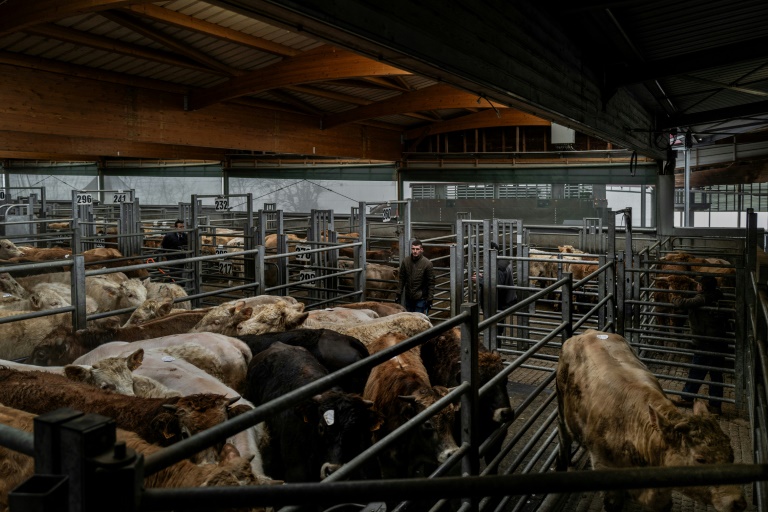 Le marché aux bovins de Saint-Christophe-en-Brionnais, le 5 février 2025 en Saône-et-Loire