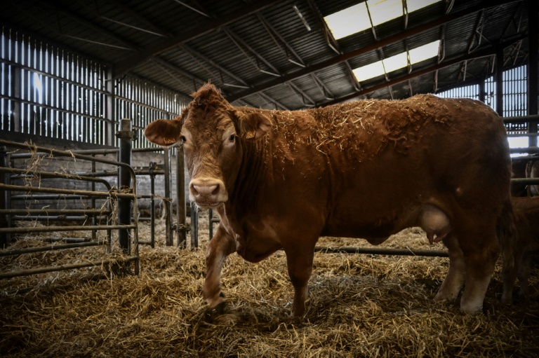 La vache Limousine Oupette, égérie du 61e salon de l'agriculture, le 29 janvier 2025 à Dienne, dans la Vienne