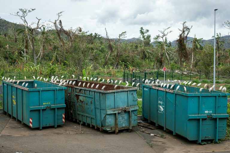 Des oiseaux se sont posés sur des containers à ordures à Malamani, à Mayotte, le 26 décembre 2024