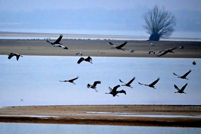 Des grues cendrées survolent le lac du Der, à Giffaumont-Champaubert (Marne), le 31 janvier 2025