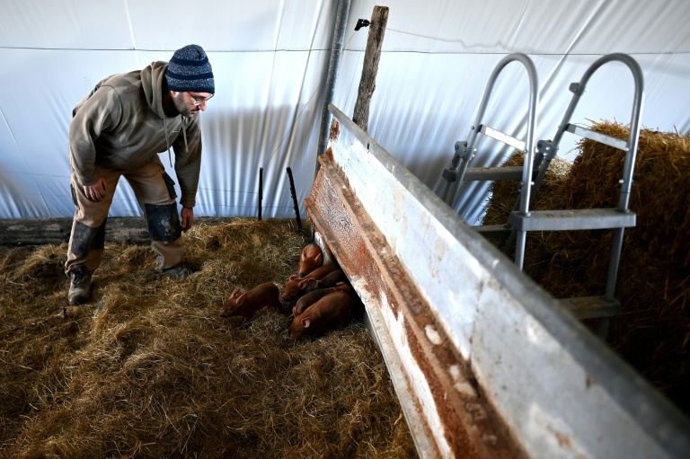 L'éleveur Jérôme Caze surveille des porcelets mis au monde dans son exploitation de Meilhan-sur-Garonne, dans le sud-ouest de la France, le 23 janvier 2025