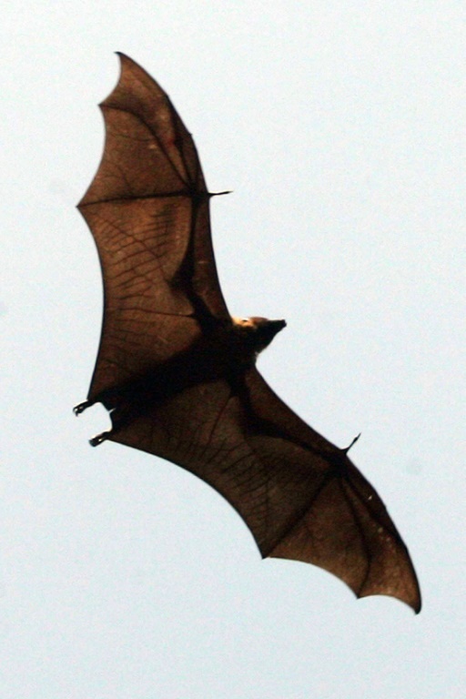 Une grande roussette survolant Amritsar, en Inde, le 18 février 2009