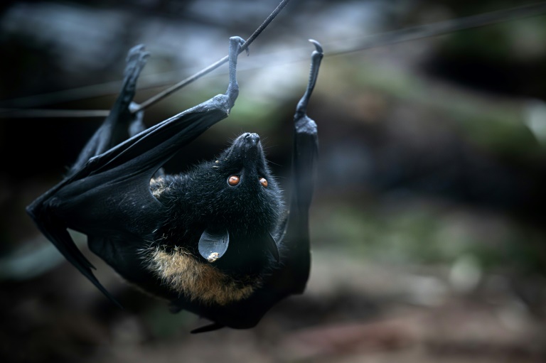 Une chauve-souris géante des Comores au parc Biotropica de Val-de-Reuil, dans l'Eure, le 19 février 2025