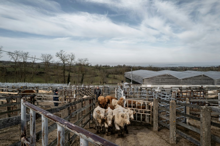 Le marché aux bovins de Saint-Christophe-en-Brionnais, le 19 février 2025 en Saône-et-Loire