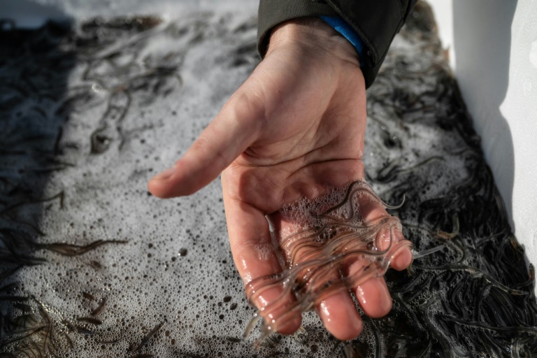 Un pêcheur montre des civelles qui vont être relâchées dans la Loire, à Saint-Martin-de-la-Place, le 14 février 2025 en Maine-et-Loire