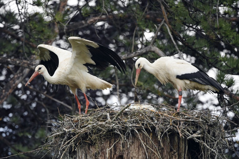 Un couple de cigognes dans leur nid à Neuwiller-lès-Saverne,dans le Bas-Rhin, le 4 juin 2021