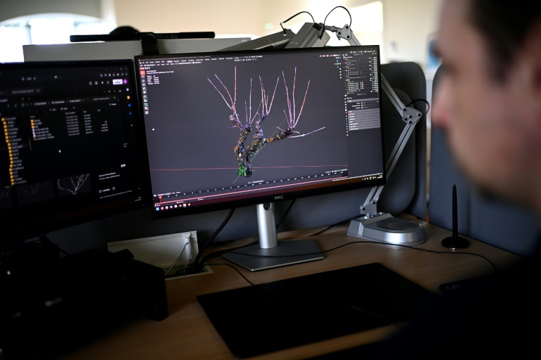 Un programmeur du studio informatique Nyx travaille sur le scan d'un pied de vigne dans le cadre du développement du logiciel Ampelos à Gond-Pontouvre, le 17 février 2025 en Charente