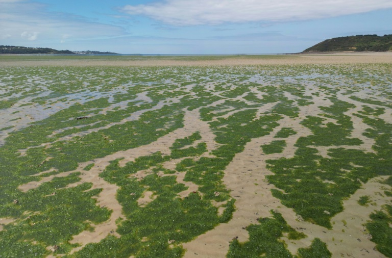 La plage de Saint-Michel-en-Grève couverte d'algues vertes le 24 mai 2024