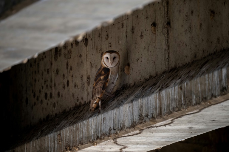 Avec environ 87.000 couples nicheurs, la chouette effraie, aussi appelée effraie des clochers, est le troisième rapace nocturne le plus commun en France