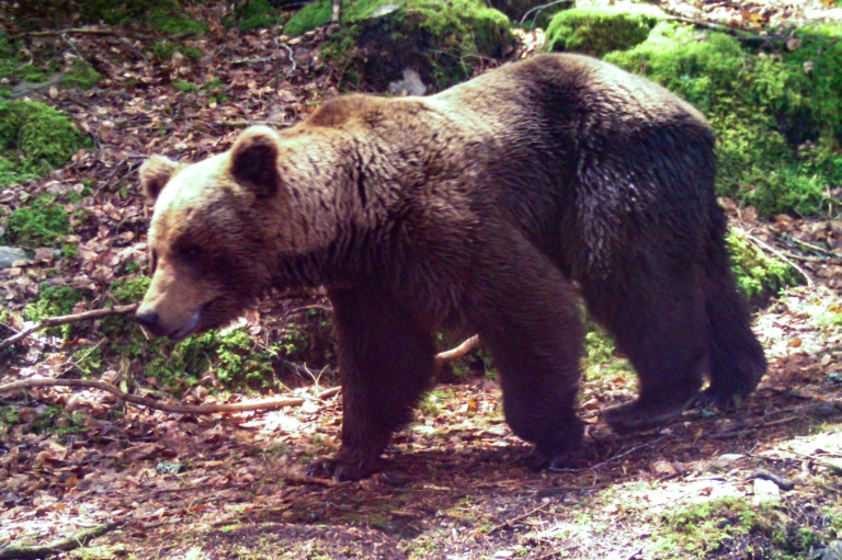 Un ours brun près de Melles dans les Pyrénées françaises le 4 juin 2020