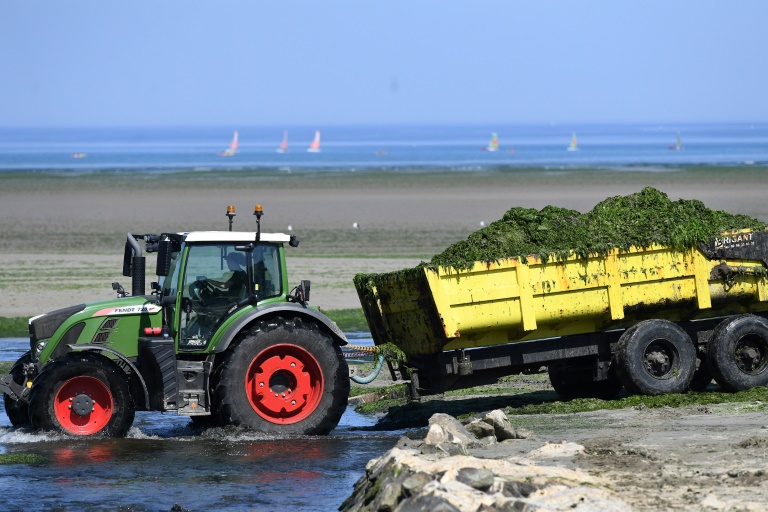 Des algues vertes sont ramassées sur la plage de Saint-Michel-en-Grève, le 20 juillet 2024